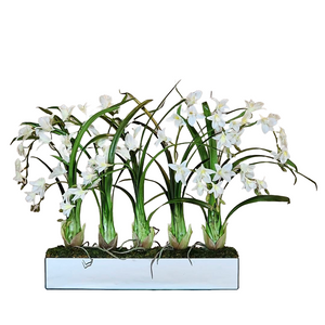 Dendrobium Row